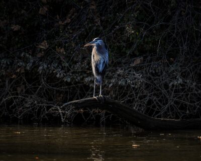 blue heron sitting on branch just above water