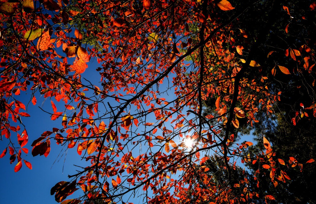 taken from underneath a tree. tree has red fall foliage with blue skies and sun in the background.