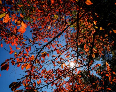 taken from underneath a tree. tree has red fall foliage with blue skies and sun in the background.