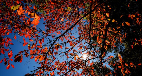 taken from underneath a tree. tree has red fall foliage with blue skies and sun in the background.