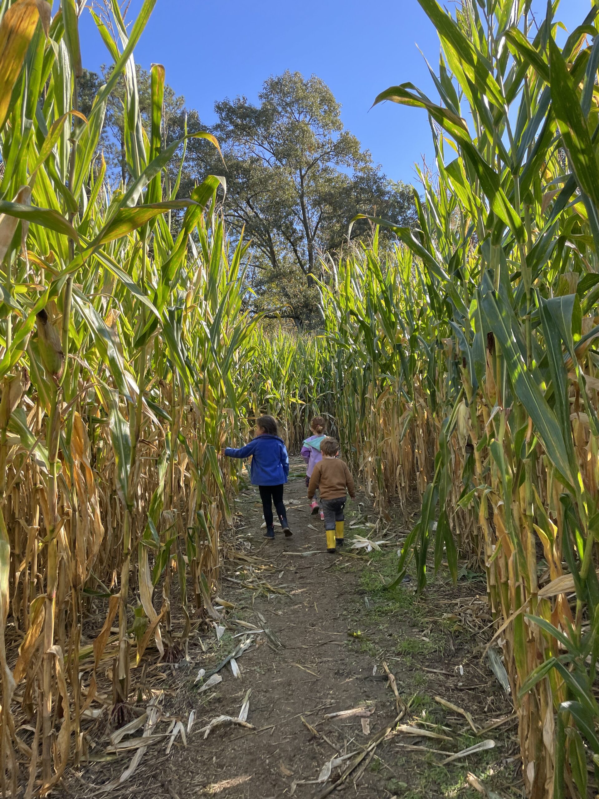 Kids walk through a corn maze with their backs to the camera. One is wearing a royal blue fleece jacket, one is wearing a tan jacket with bright yellow rain boots. They are surrounded by corn on the left and right and walking a dirt path.