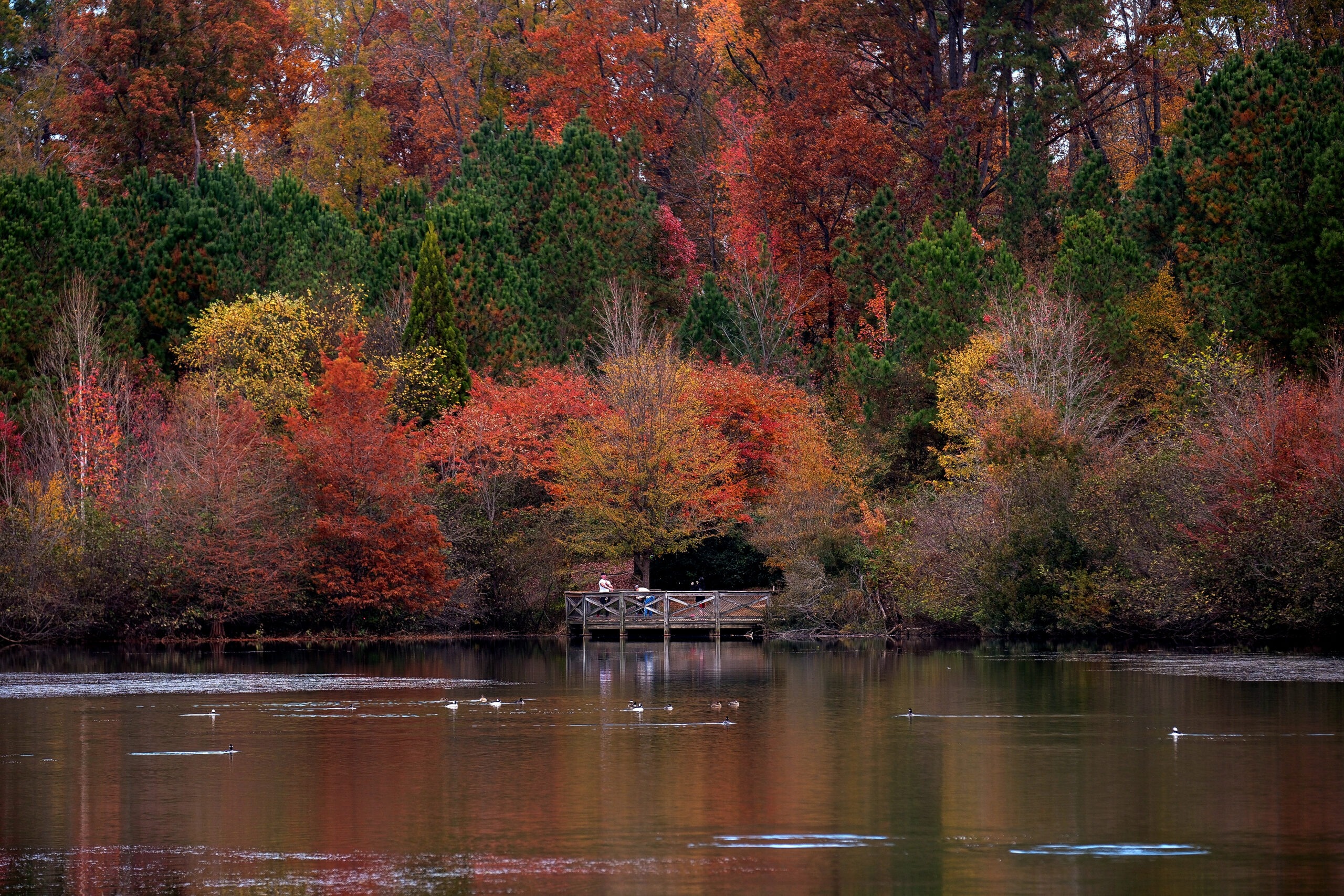 Trees with fall foliage in vibrant reds, oranges and yellows with lake at Midlothian Mines park. 