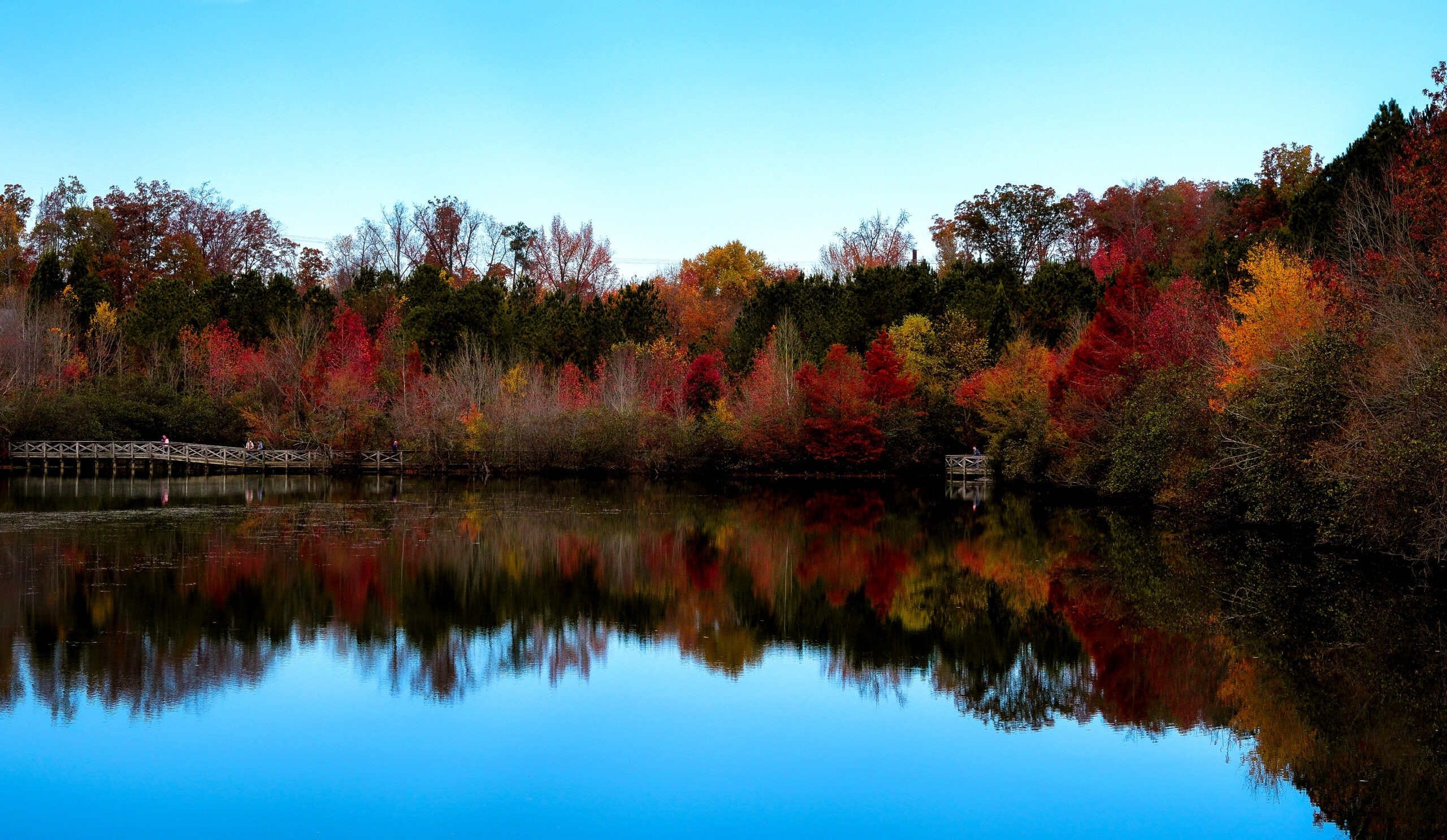 Beautiful reflection of fall foliage trees in lake at Midlothian Mines Park